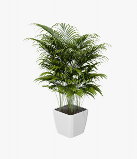 Chinese Money Plant