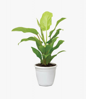 Chinese Money Plant