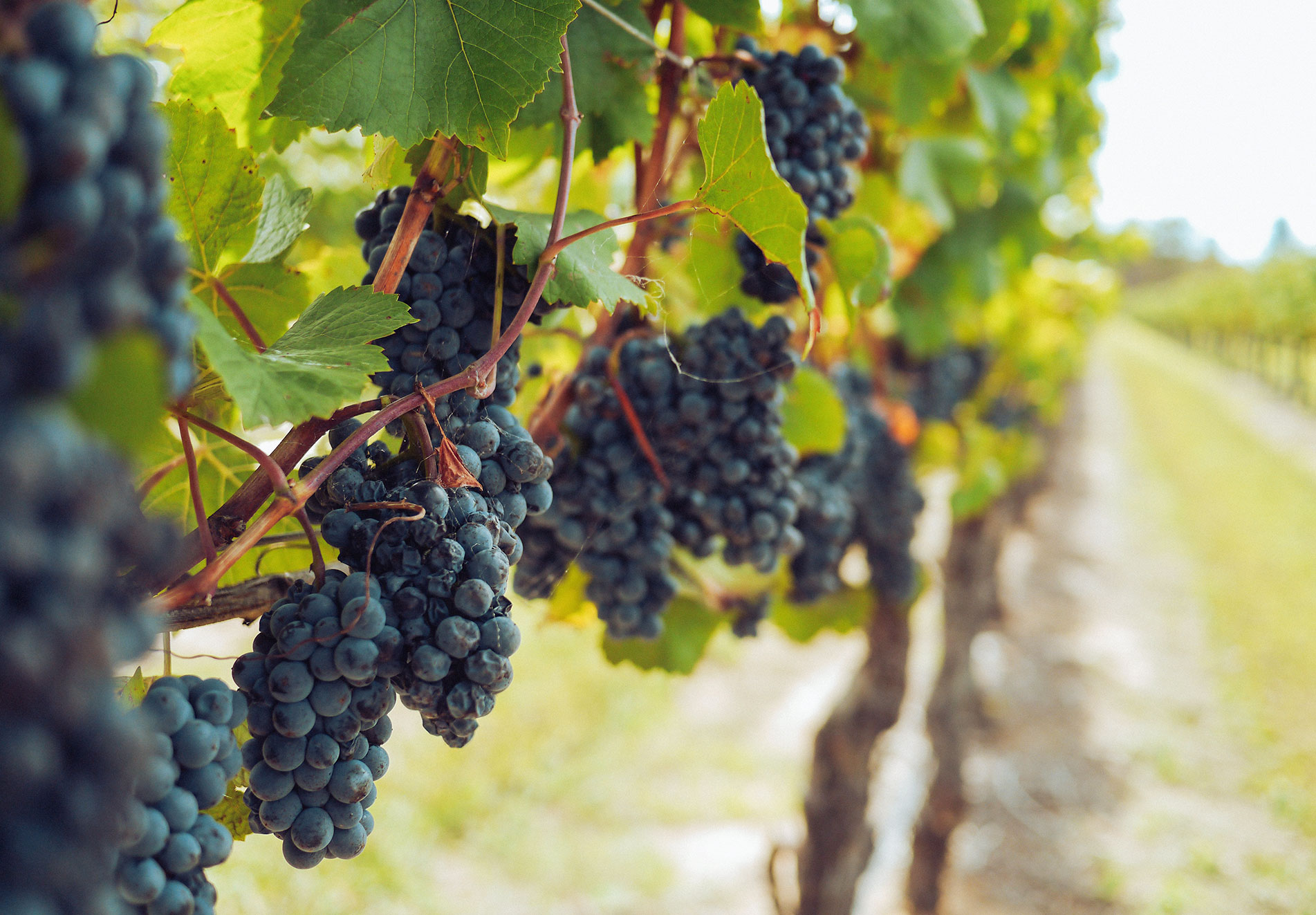 The Best organic White Wines of 2023