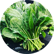 Green Lettuce