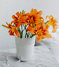 Annual Flowers